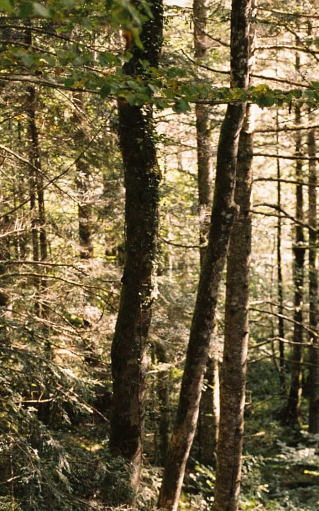 Main banner