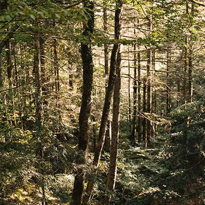 私たちの森林